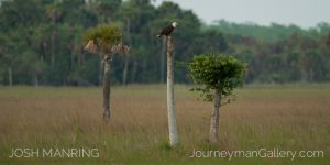 Josh Manring Photographer Decor Wall Art -  Florida Birds Everglades -22.jpg